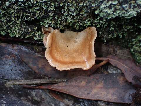 Image of Hohenbuehelia ligulata (E. Horak) J. A. Cooper 2014