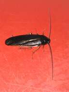 Image of Dark Wood Cockroach