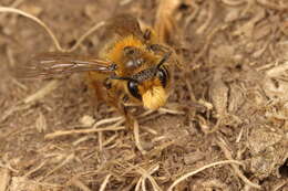 Image of tawny Nesocolletes