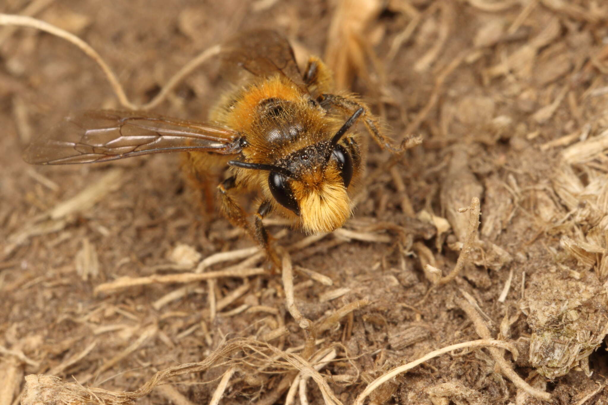 Image of tawny Nesocolletes