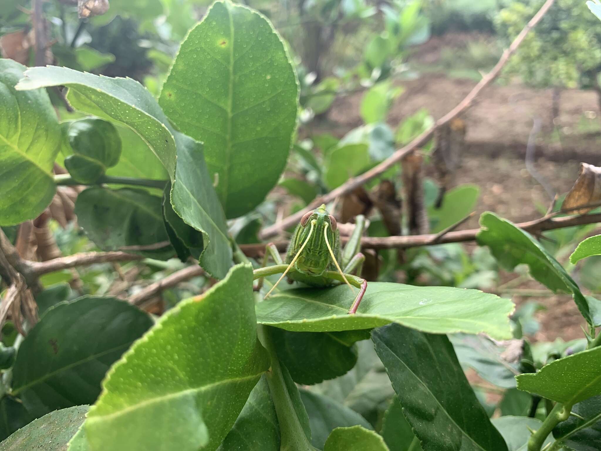 Chondracris bengalensis Mungai 1992的圖片