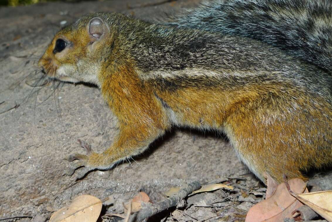 Image of Fire-footed Rope Squirrel