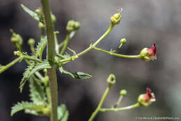 Image of desert figwort