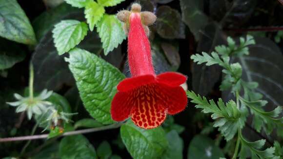 Image of Kohleria amabilis var. bogotensis (Nichols.) L. P. Kvist & L. E. Skog