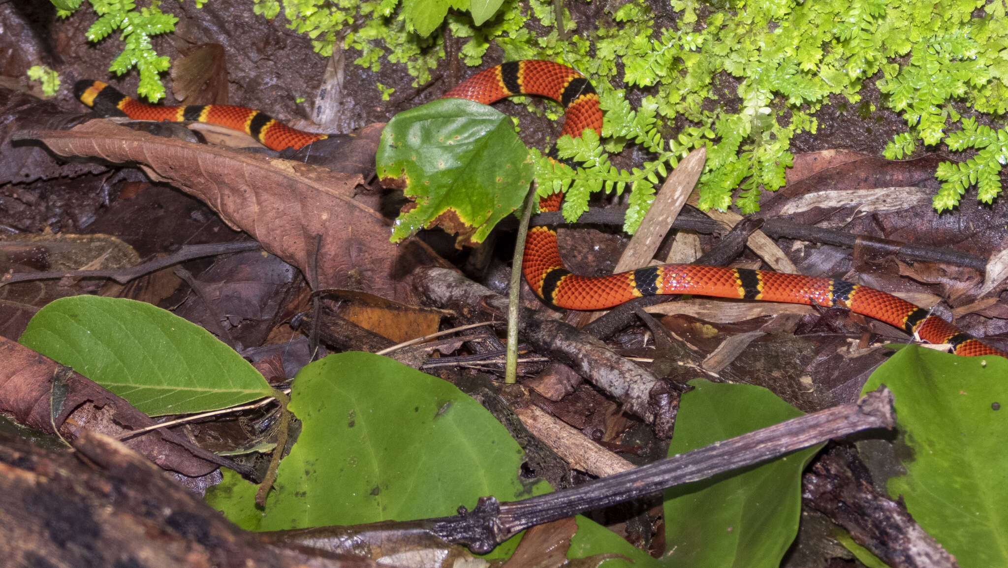 Image of Nayarit Coral Snake