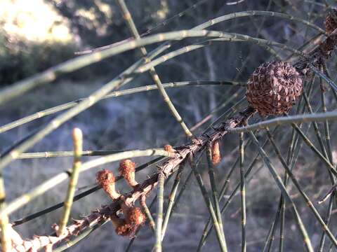 Image of swamp-oak