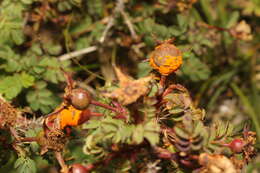 Image of Phragmidium rosae-pimpinellifoliae Dietel 1905