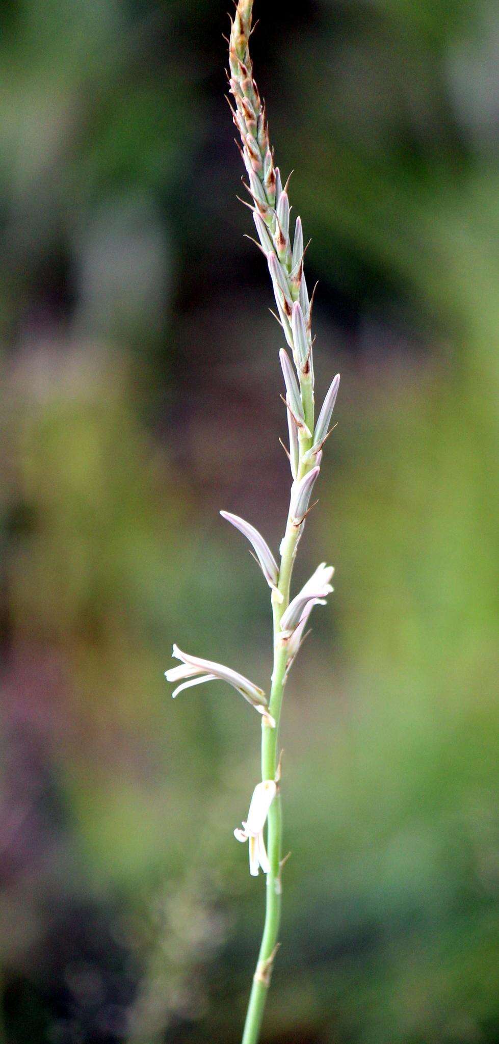 Image de Aloe bergeriana (Dinter) Boatwr. & J. C. Manning