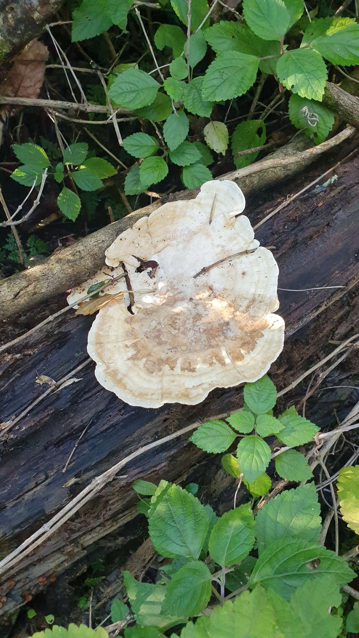 Imagem de Trametes elegans (Spreng.) Fr. 1838