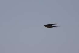 Image of Egyptian Barn Swallow