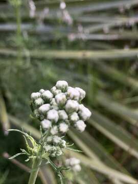 Image of Gyptis pinnatifida Cass.