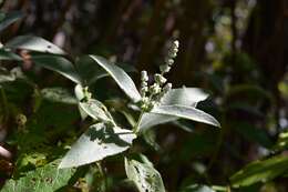 Image of Buddleja crotonoides A. Gray