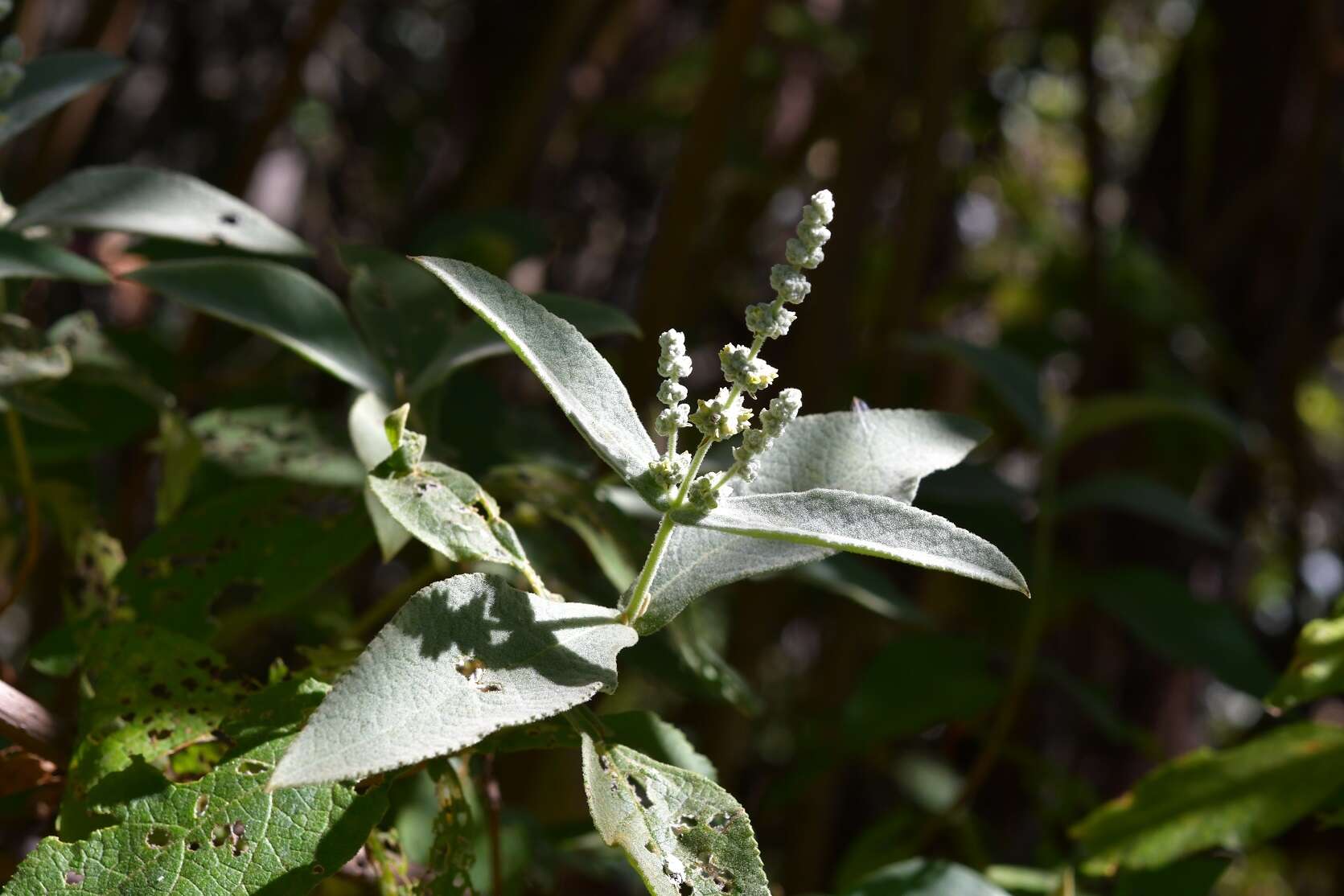 Image of Buddleja crotonoides A. Gray