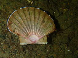 Image of Great Atlantic scallop