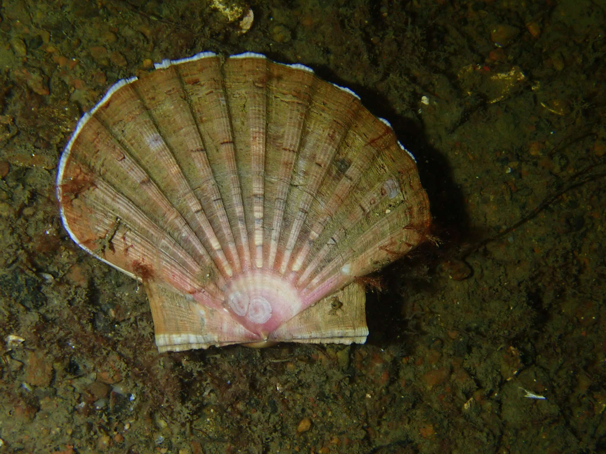 Image of Great Atlantic scallop