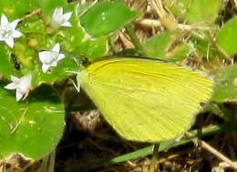 Слика од <i>Eurema <i>brigitta</i></i> brigitta