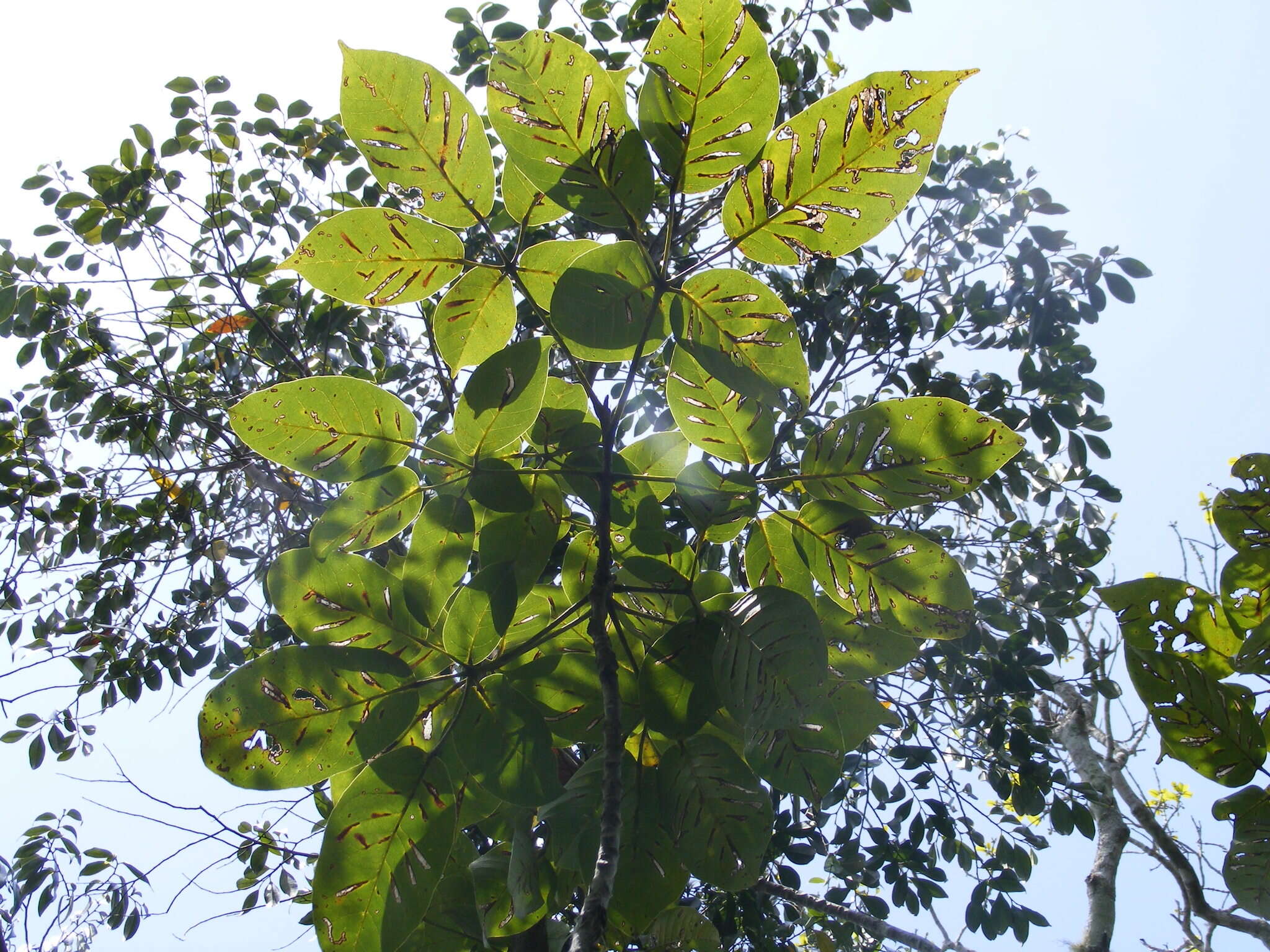 صورة Tabebuia platyantha (Griseb.) Britton