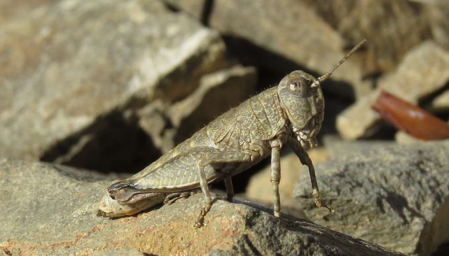 Image de Brachaspis nivalis (Hutton 1898)