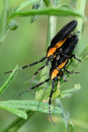 Image of Hemierana marginata (Fabricius 1798)