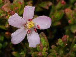 Image of Microlicia sphagnicola Gleason