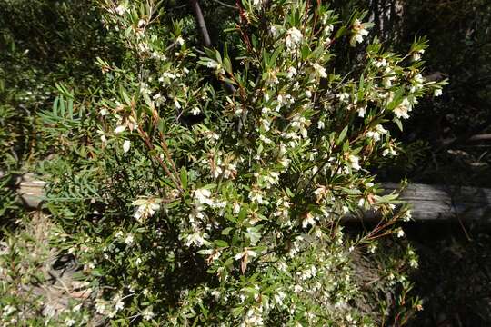 Image of Leucopogon gelidus (Benth.) N. A. Wakefield