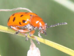 Image of Spotted asparagus beetle