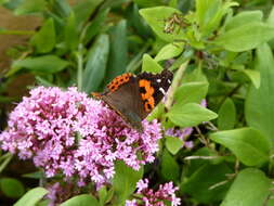 Image of Vanessa vulcania Godart 1819