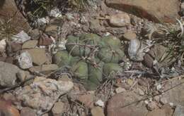 Image of Thelocactus hexaedrophorus subsp. hexaedrophorus