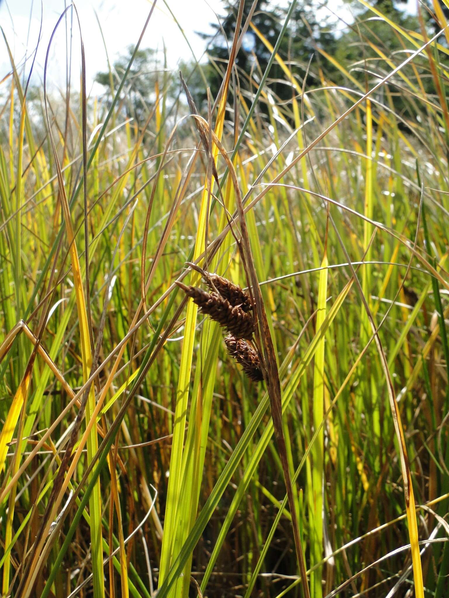 Слика од Carex lyngbyei Hornem.