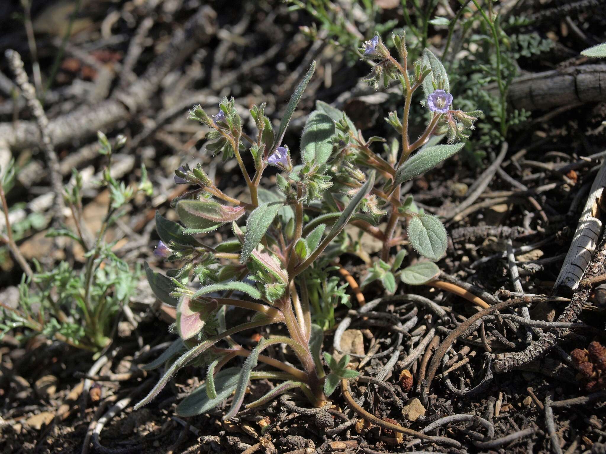 Image de Phacelia austromontana Howell