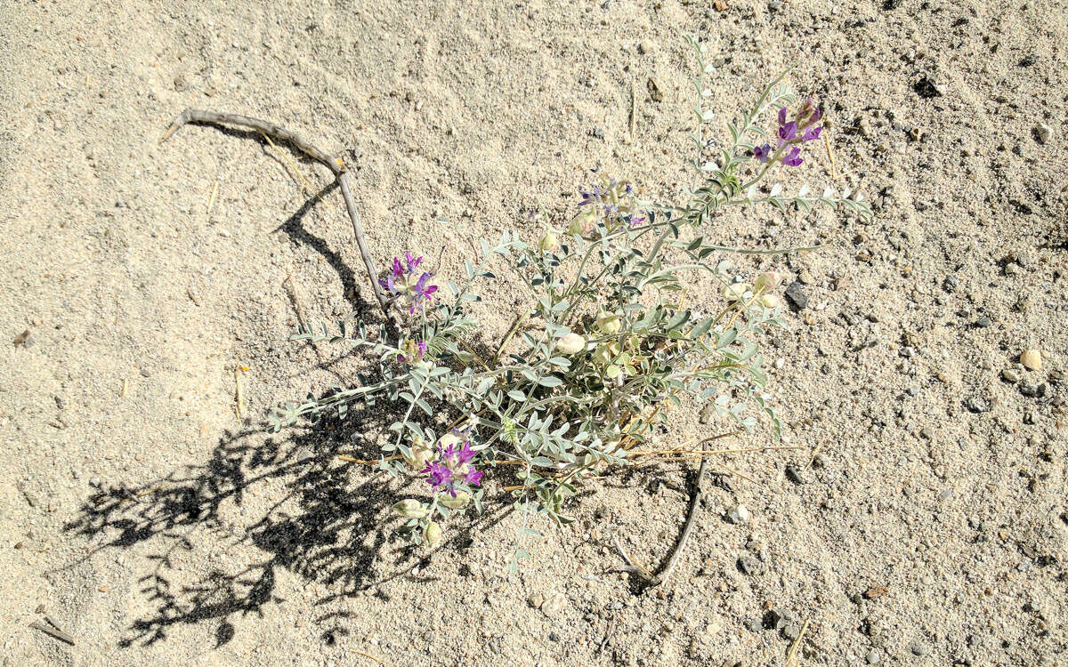 Imagem de Astragalus lentiginosus var. coachellae Barneby