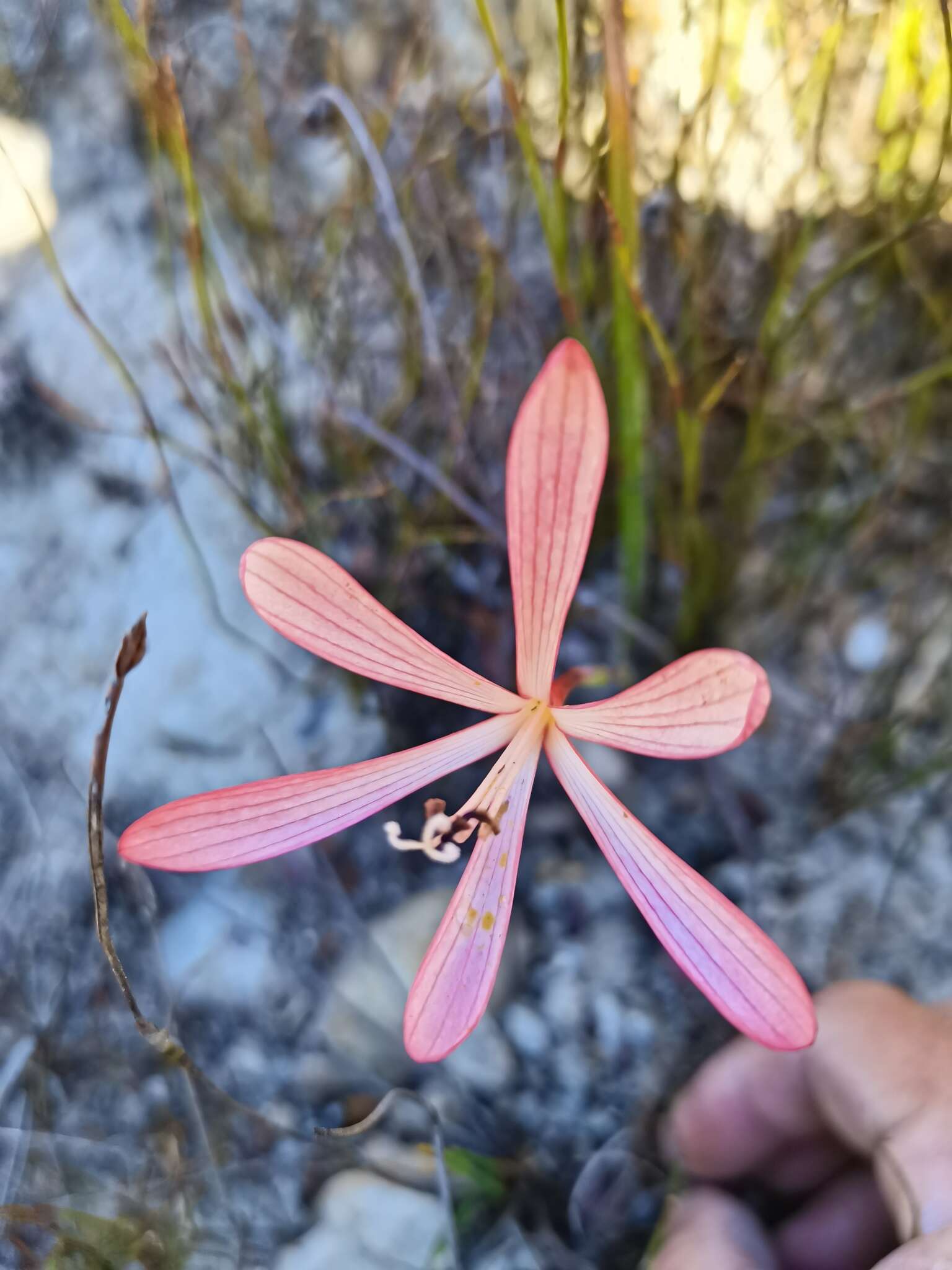 Image of Geissorhiza confusa Goldblatt