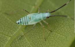 Cyllecoris resmi