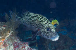 Image of Harlequin sweetlips