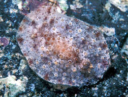 Image of Carminodoris bifurcata Baba 1993