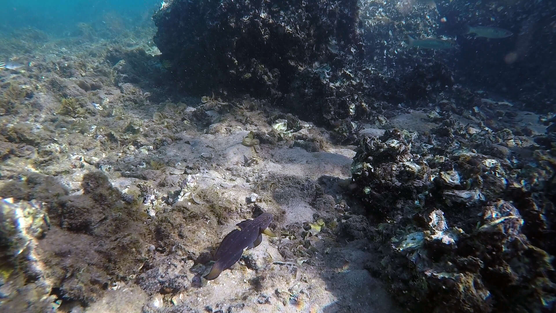 صورة Amblygobius phalaena (Valenciennes 1837)