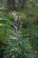 Aconitum burnatii Gayer的圖片