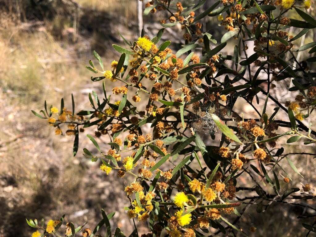 Image of Acacia ixiophylla Benth.