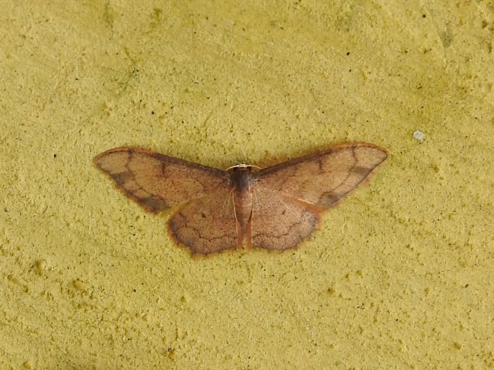 Image of Idaea protensa Butler 1889