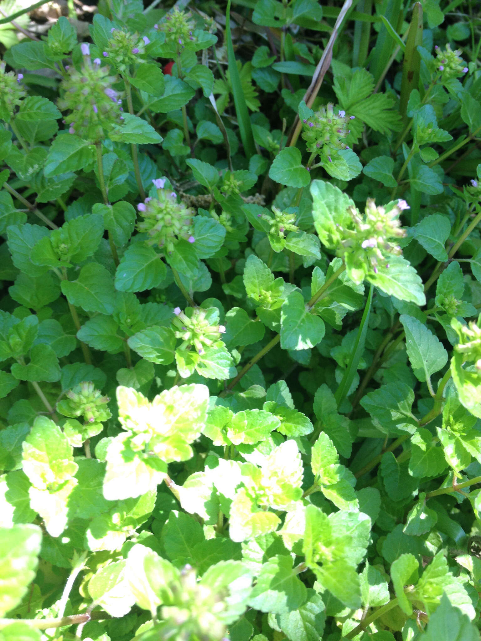 Image de Clinopodium gracile (Benth.) Kuntze