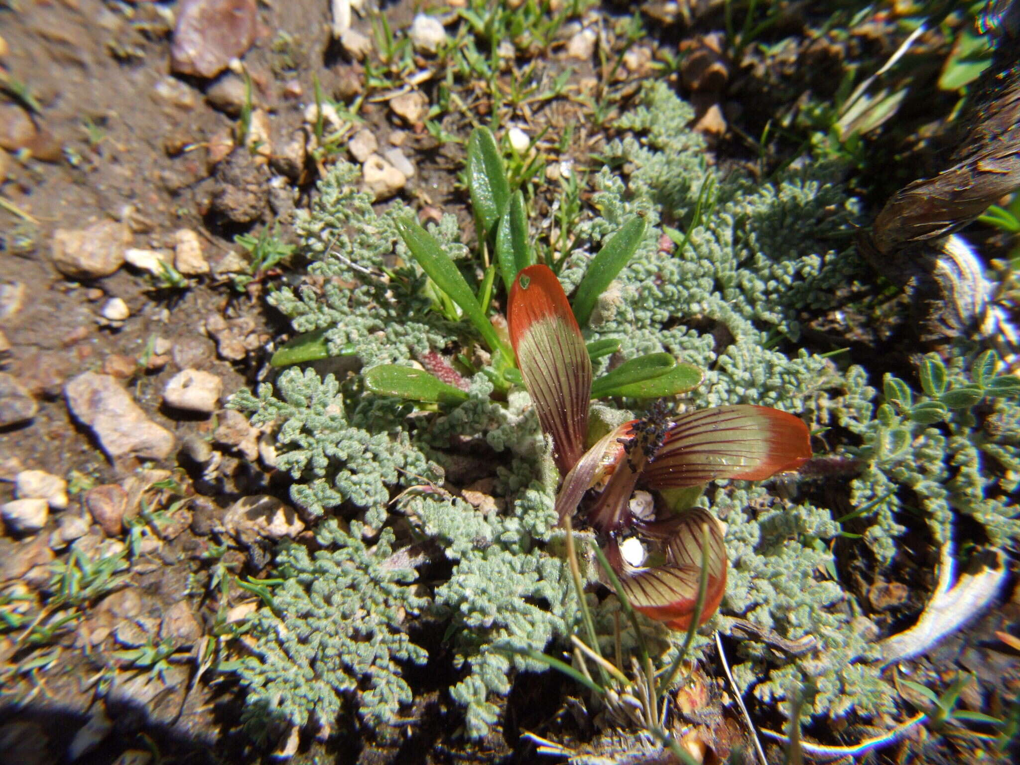 Image of Nototriche pediculariifolia (Meyen) A. W. Hill