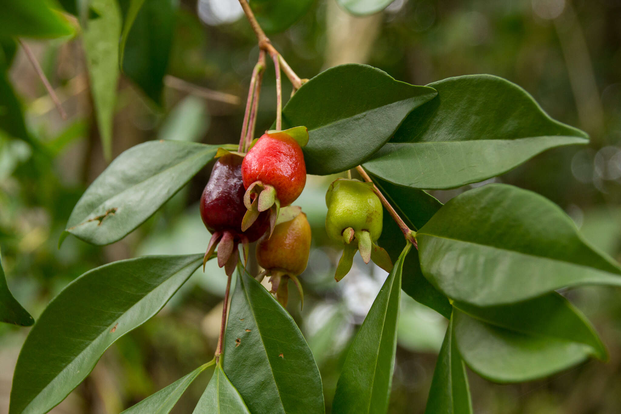 Image de Eugenia involucrata DC.