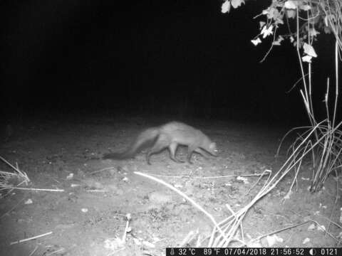 Image of White-tailed Mongoose