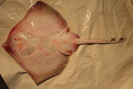 Image of Spotted Ray