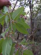 Слика од Carpinus rankanensis Hayata