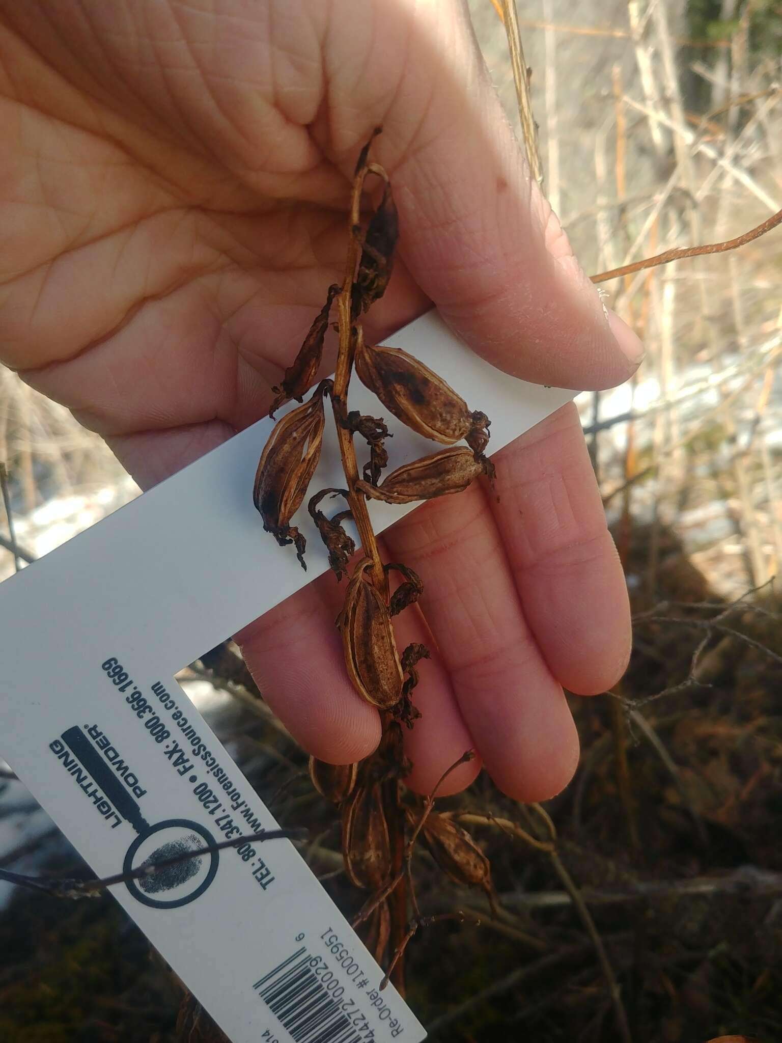 Image of hooded coralroot