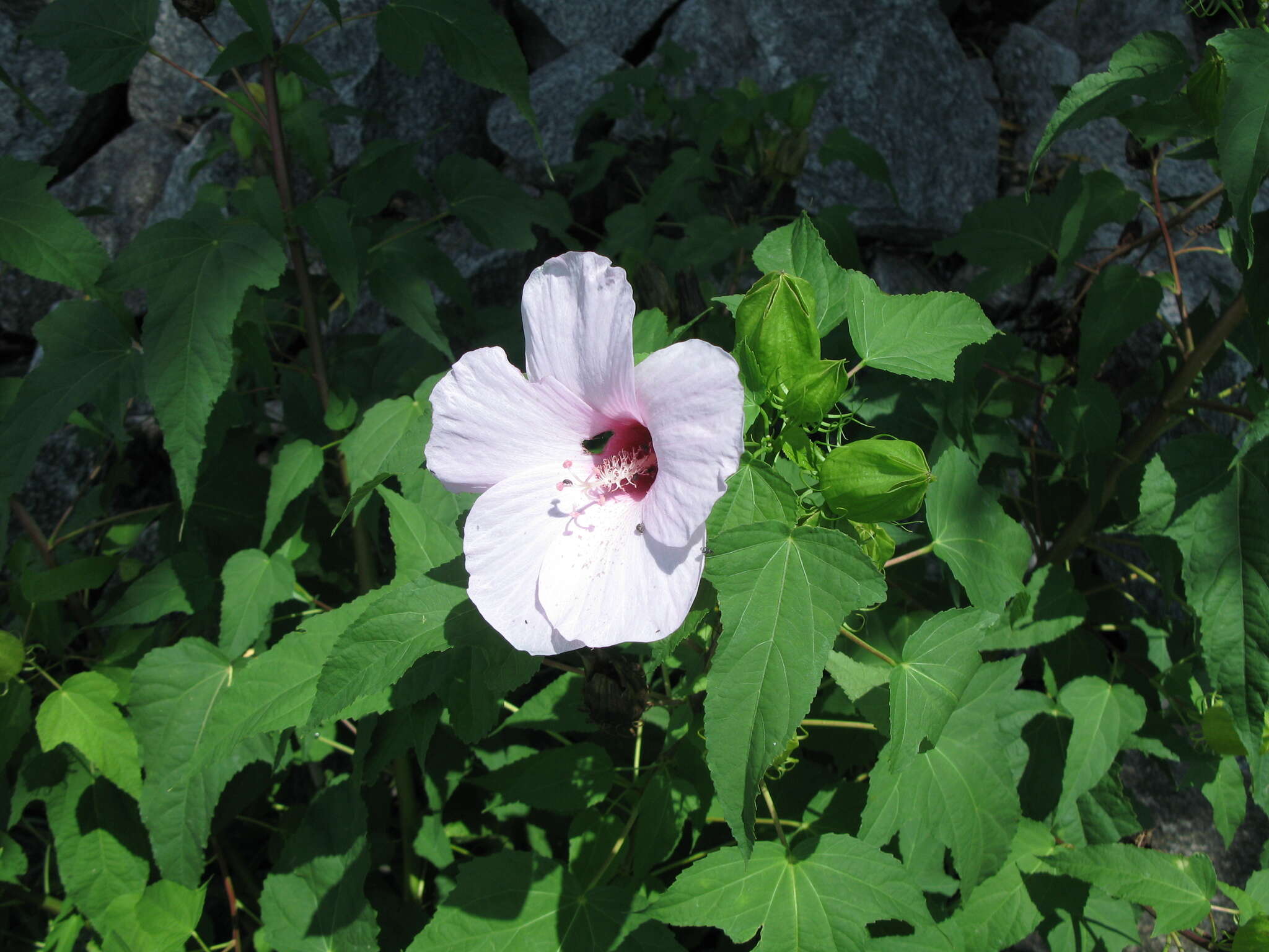 Image of halberdleaf rosemallow