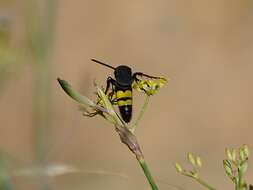 Image of Scolia anatoliae Osten 2004