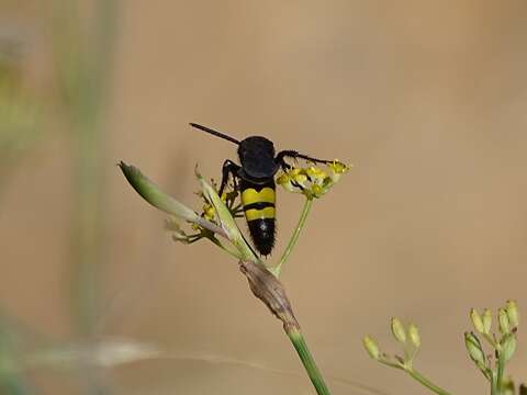 Image de Scolia anatoliae Osten 2004