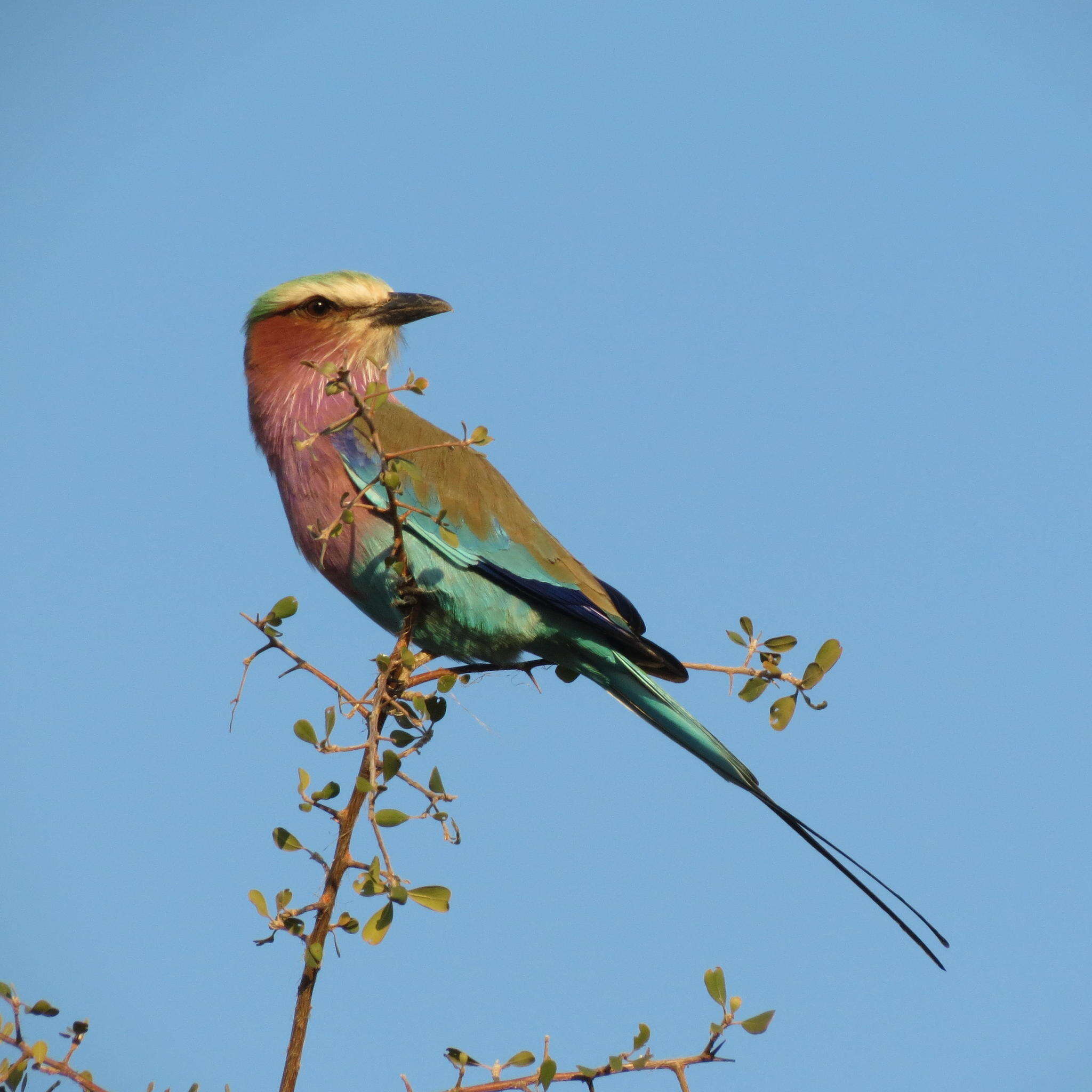 Image of Coracias caudatus caudatus Linnaeus 1766